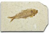 Bargain, Fossil Fish (Knightia) - Wyoming #345445-1